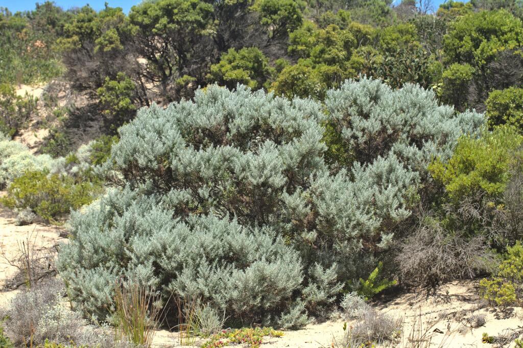 Olearia axillaris (hero image)