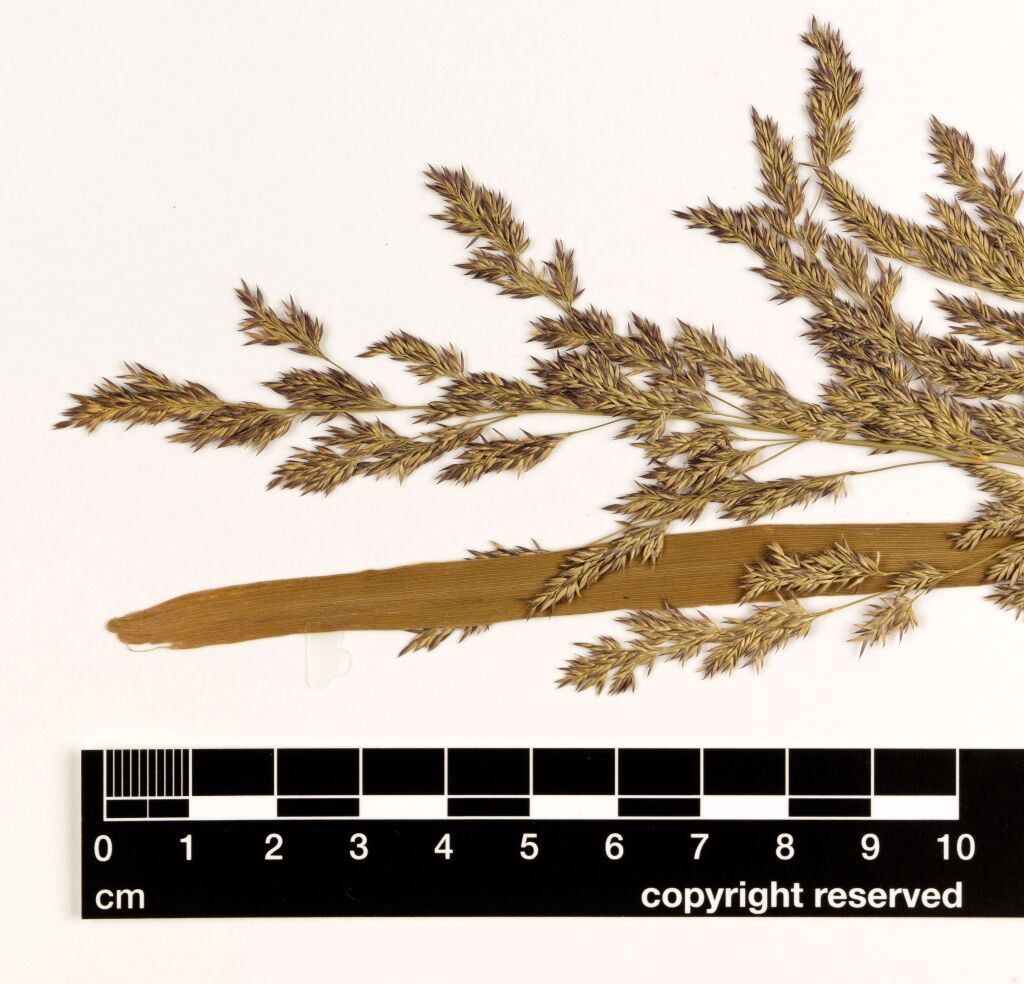 Agrostis gigantea (hero image)