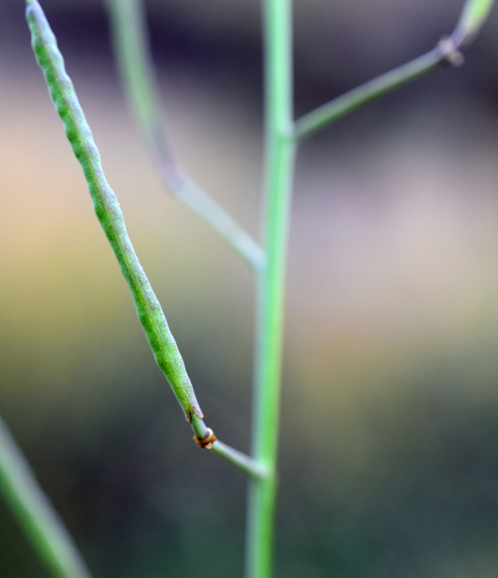 Diplotaxis tenuifolia (hero image)