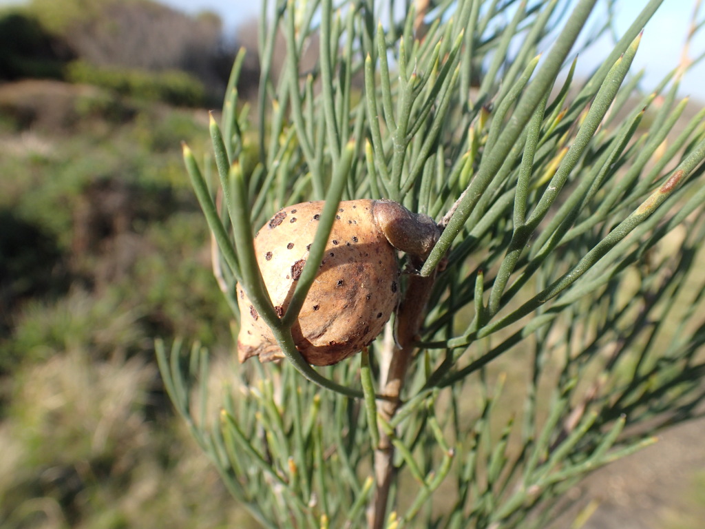 Hakea drupacea (hero image)