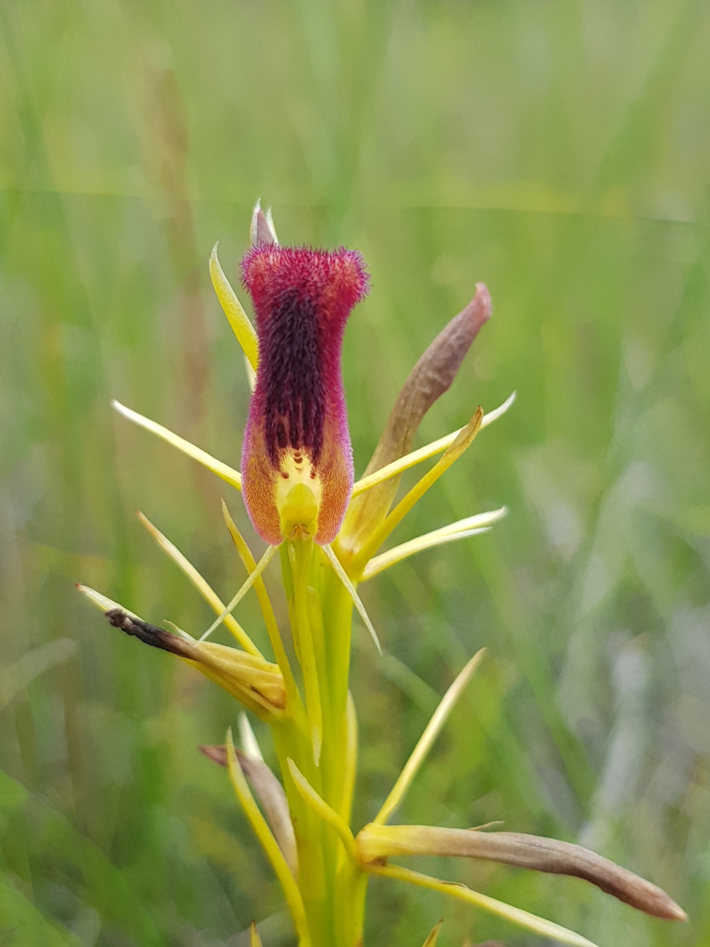 Cryptostylis hunteriana (hero image)