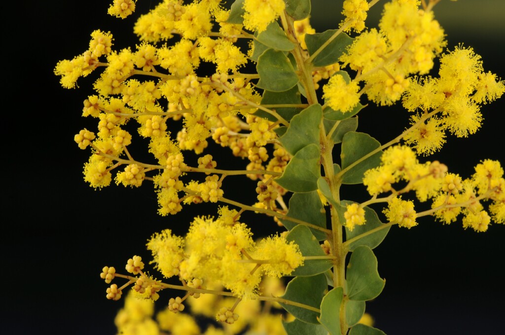 Acacia pravissima (hero image)