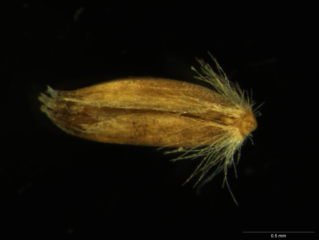 Deyeuxia decipiens (hero image)