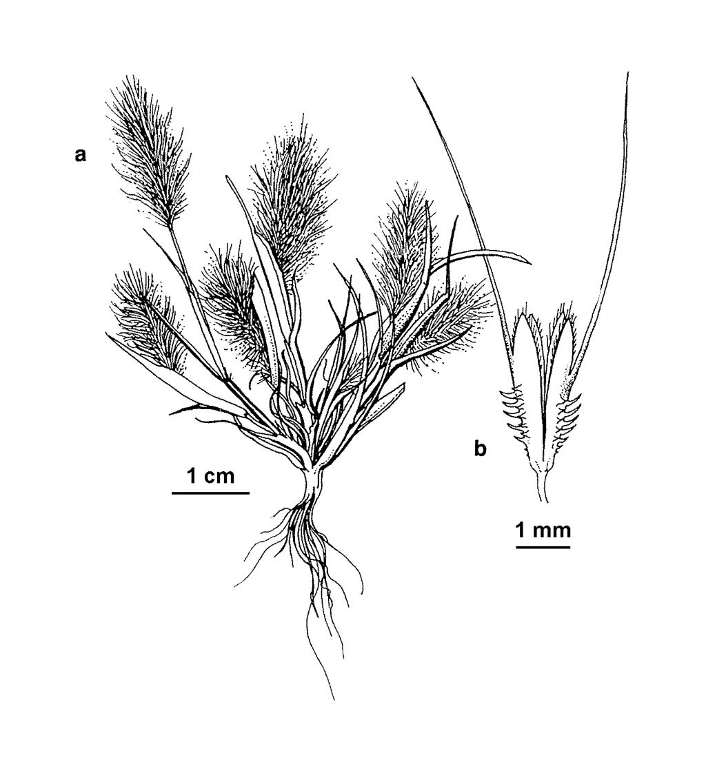 Polypogon maritimus (hero image)