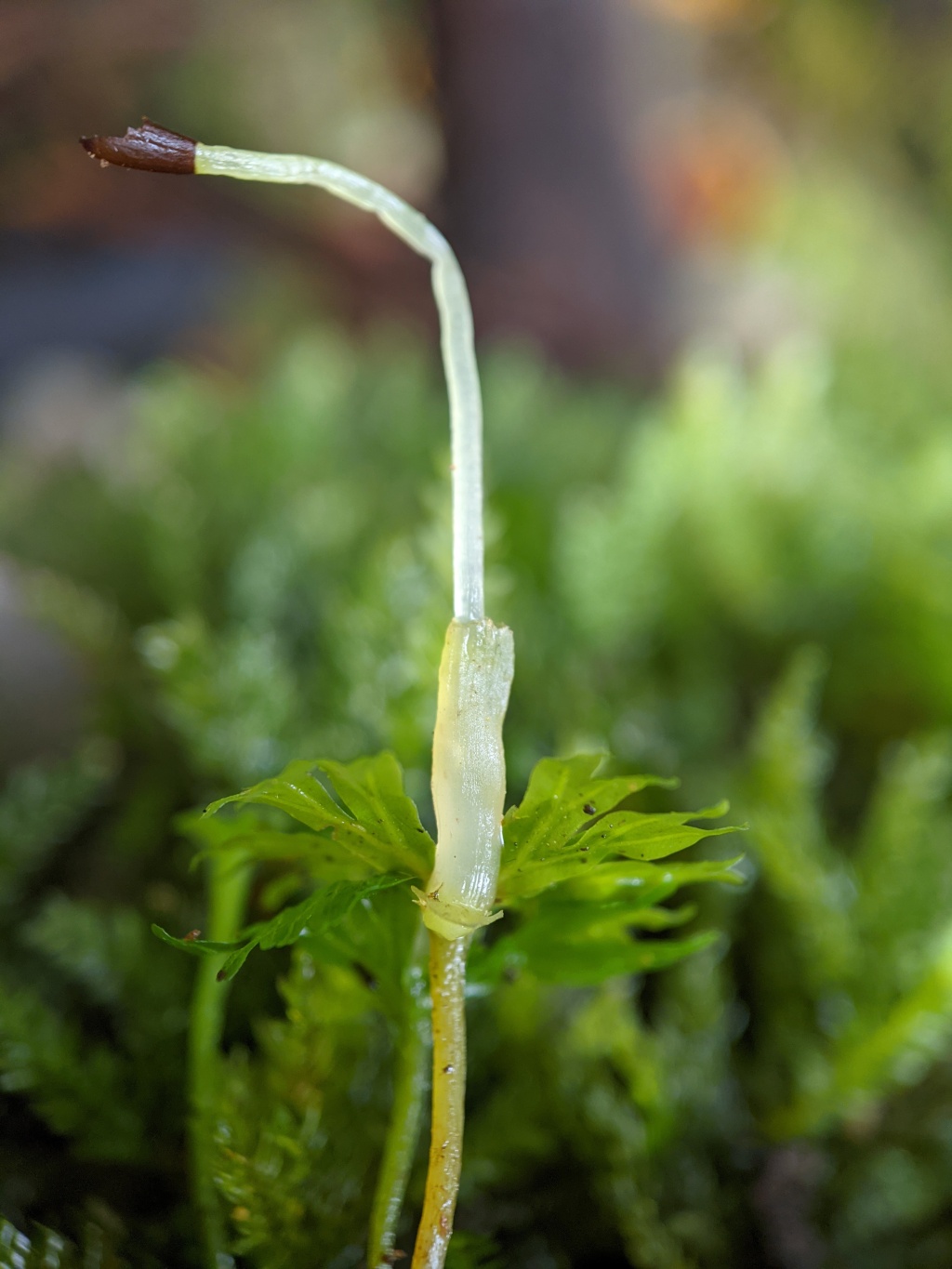 Hymenophyton (hero image)