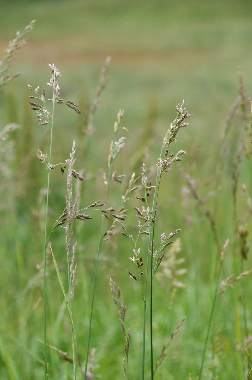 Festuca arundinacea (hero image)