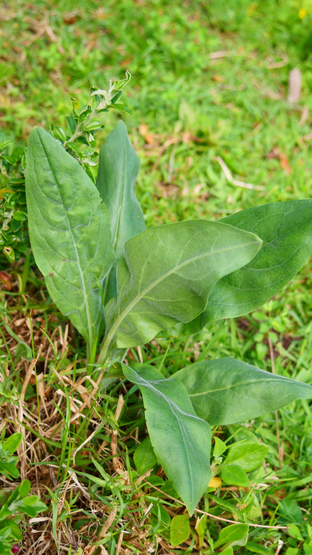 Cynoglossum creticum (hero image)