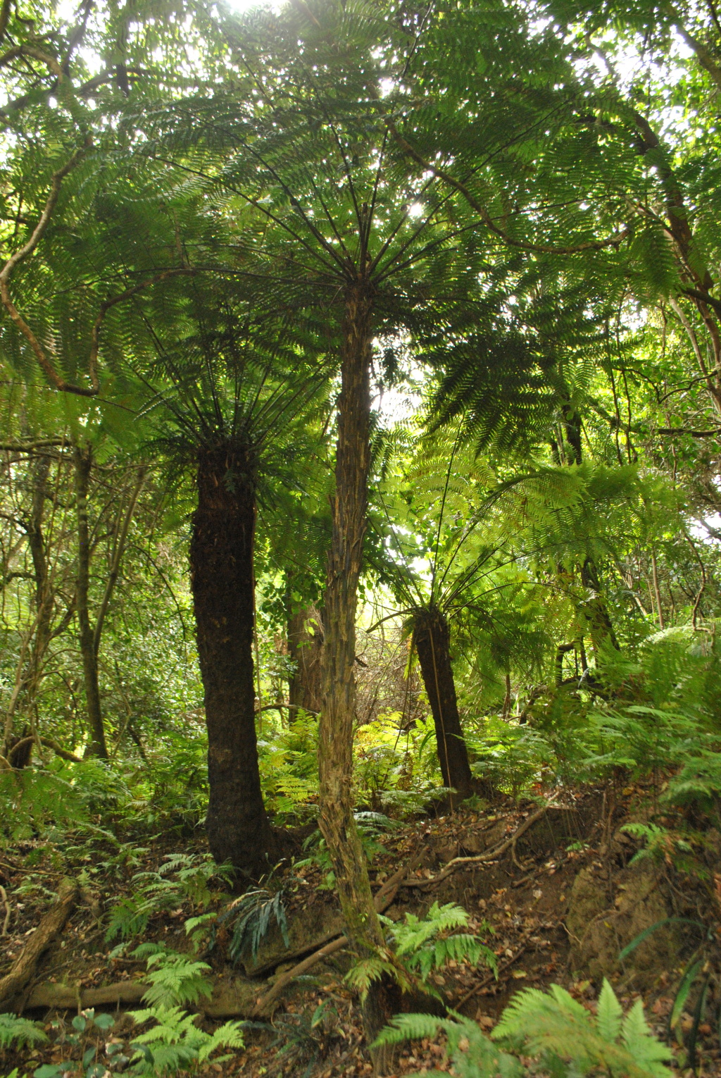 Cyatheaceae (hero image)