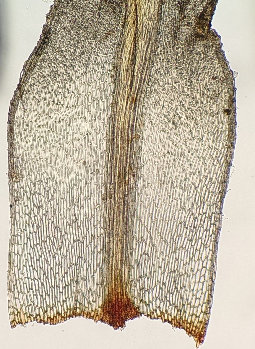 Bartramia mossmaniana (hero image)