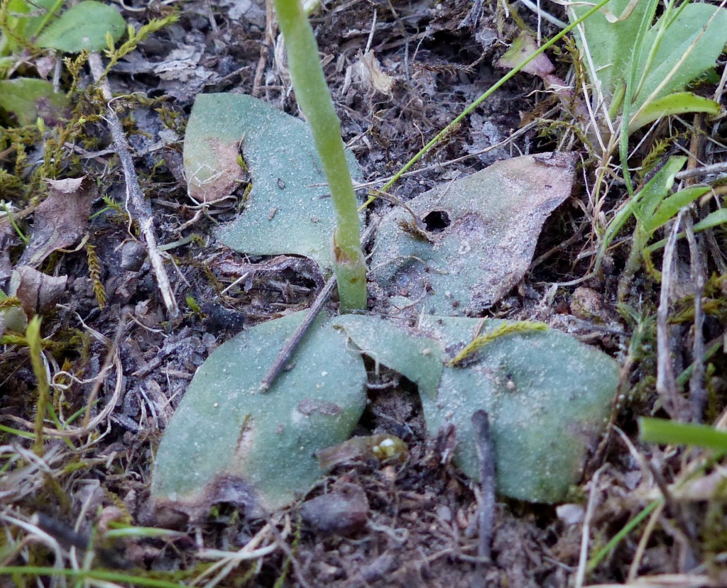 Pterostylis mutica (hero image)