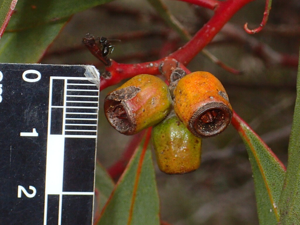 Eucalyptus costata (hero image)