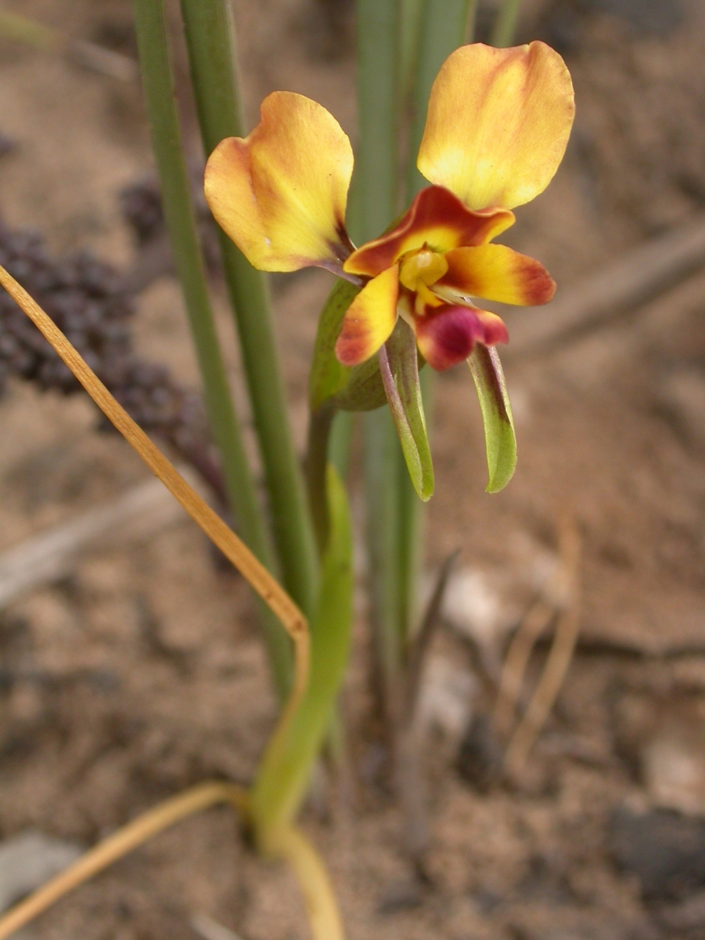 Diuris orientis (hero image)