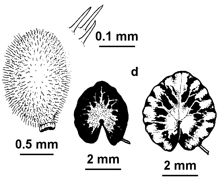 Nymphoides spinulosperma (hero image)