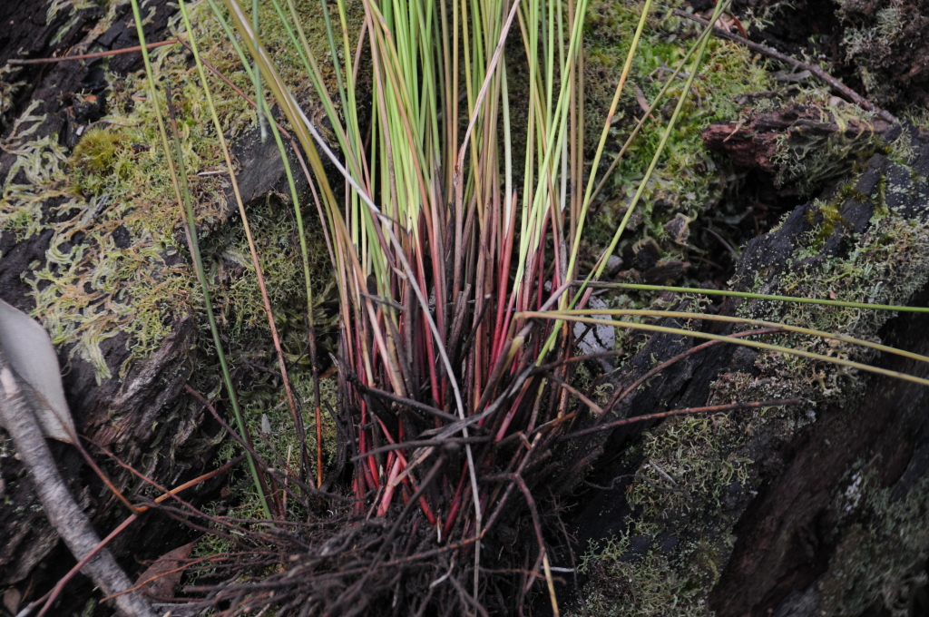 Machaerina gunnii (hero image)