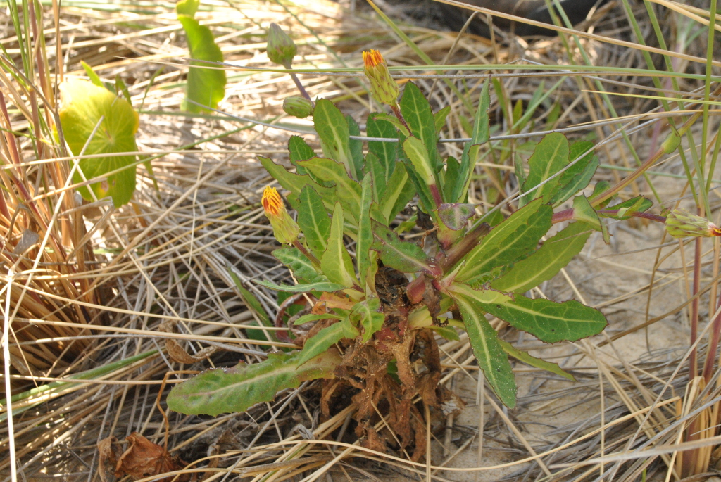 Actites megalocarpus (hero image)