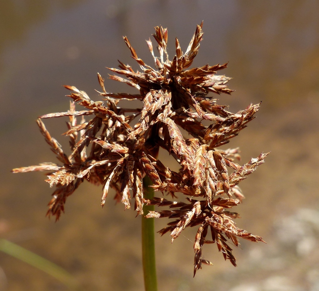 Cyperus gunnii (hero image)