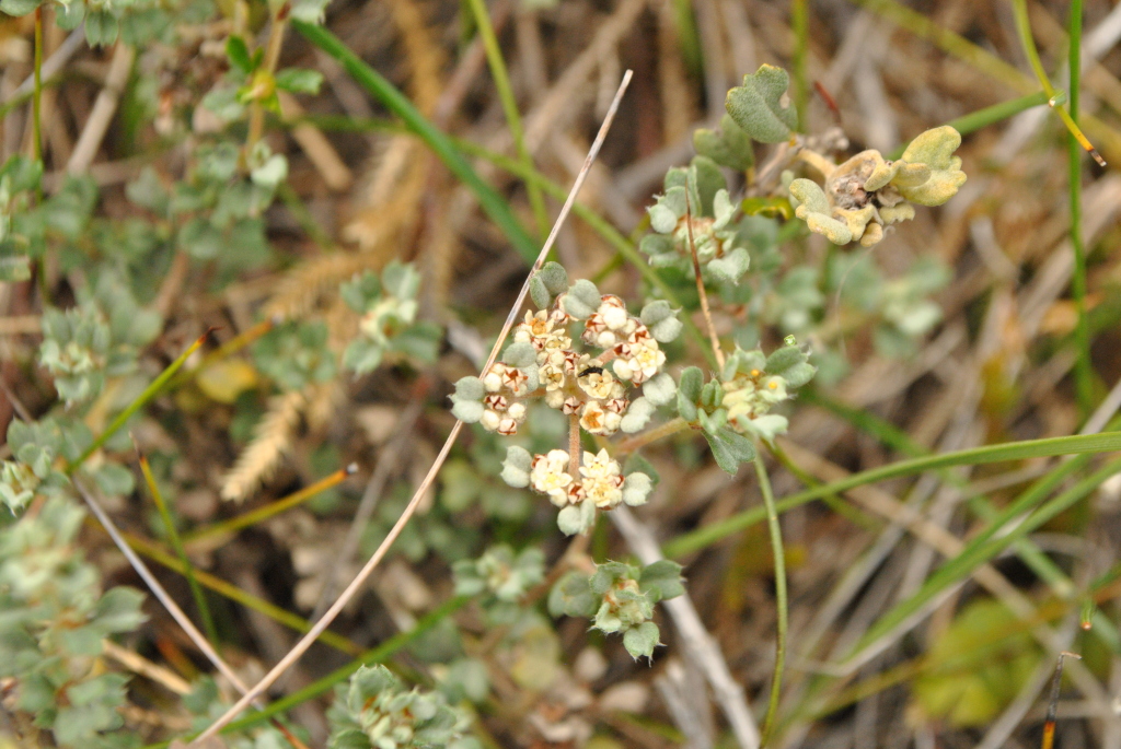 Spyridium cinereum (hero image)