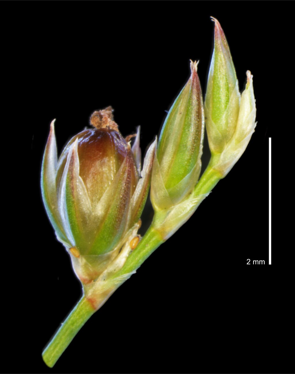 Juncus dichotomus (hero image)