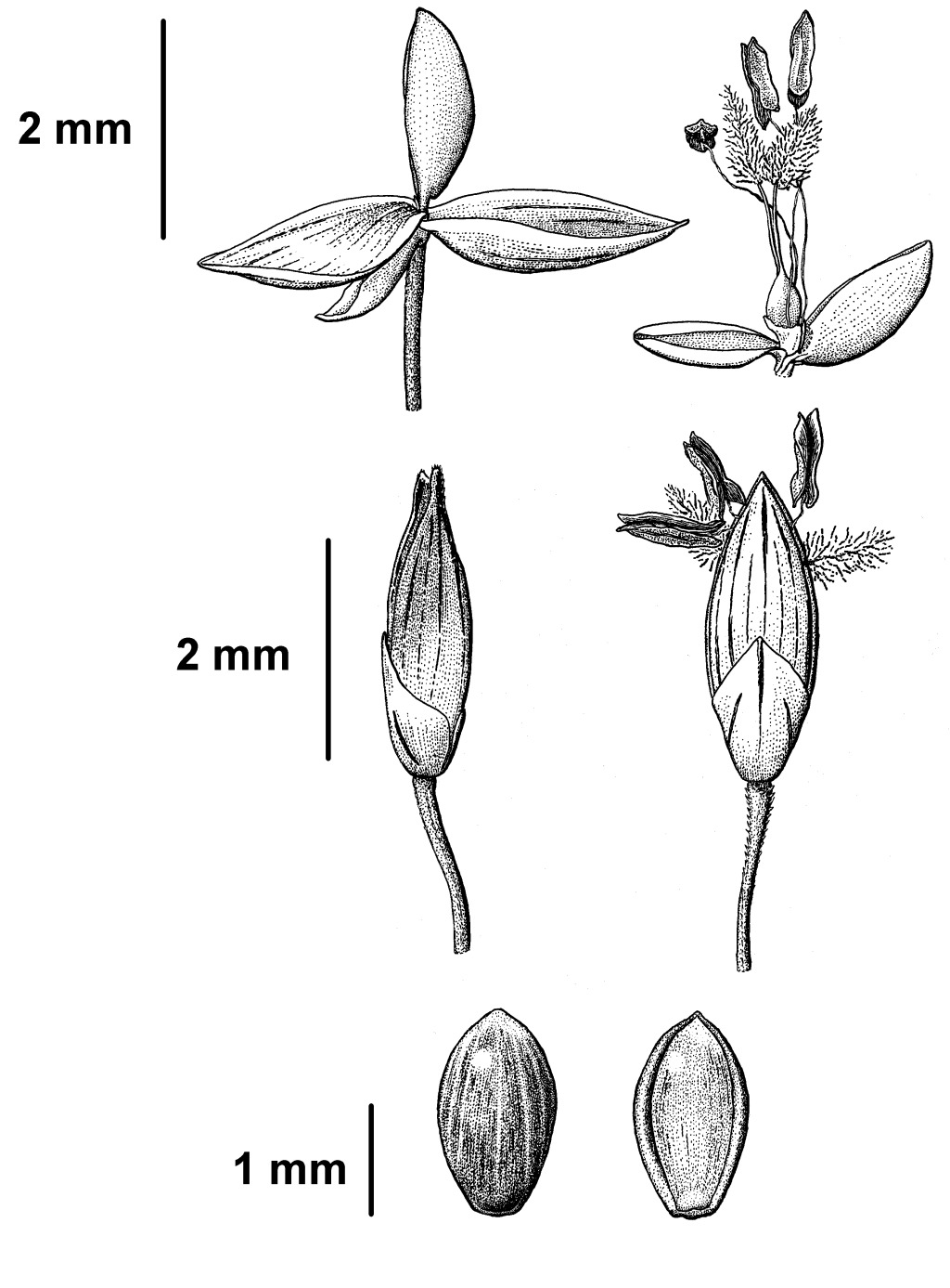 Panicum capillare (hero image)