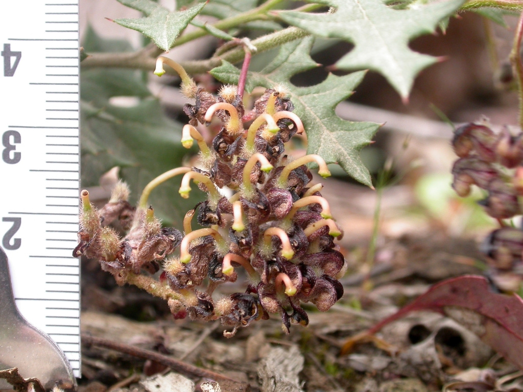 Grevillea floripendula (hero image)