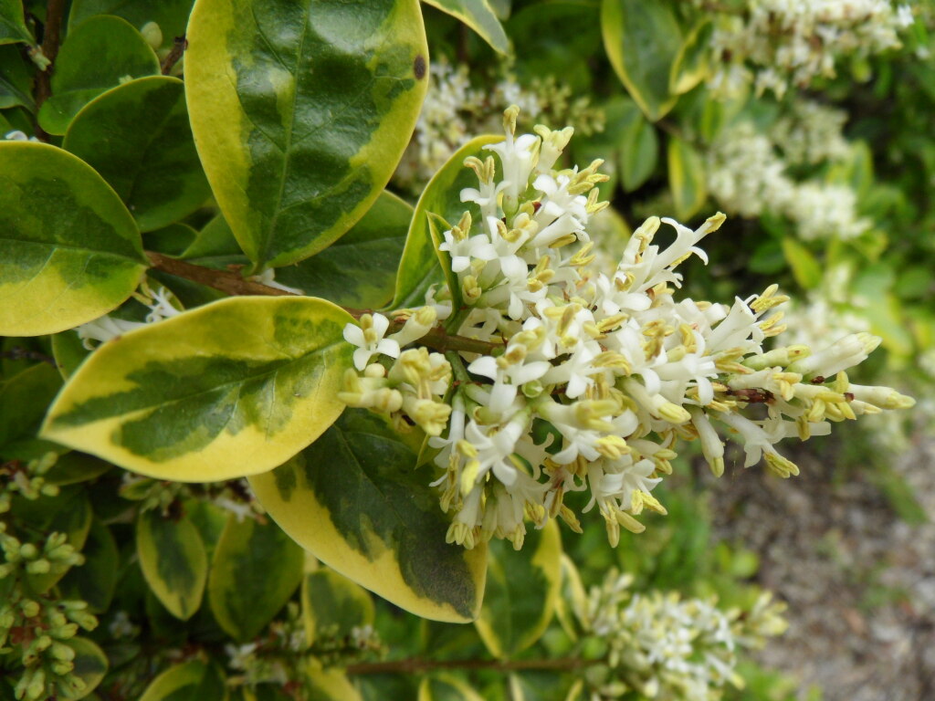 Ligustrum ovalifolium (hero image)