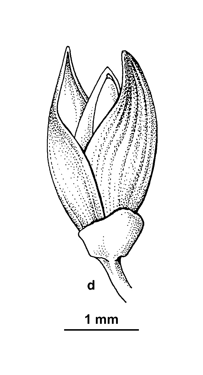 Panicum obseptum (hero image)