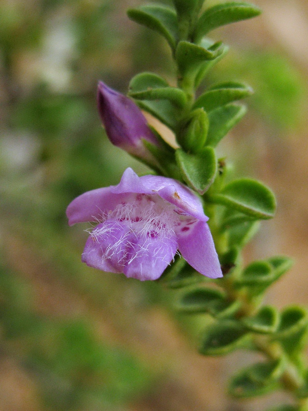 Eremophila crassifolia (hero image)