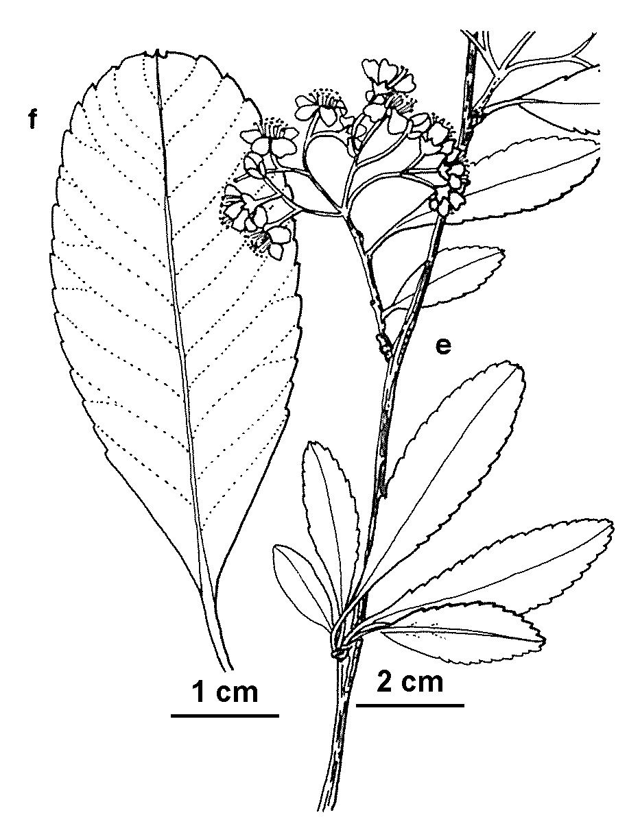 Pyracantha crenatoserrata (hero image)