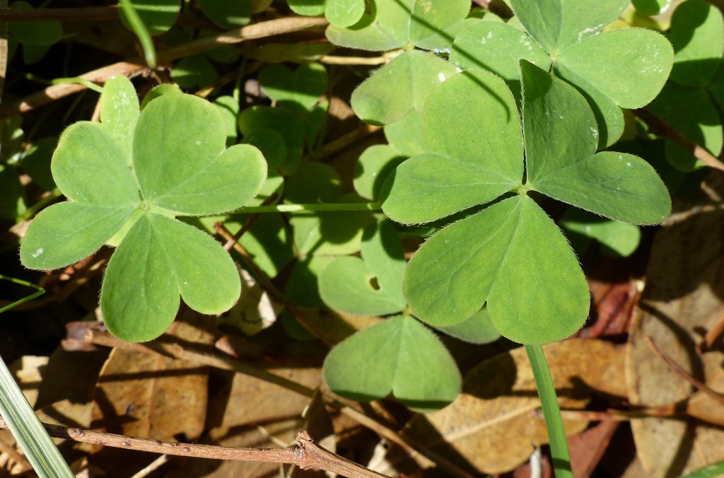 Oxalis (hero image)
