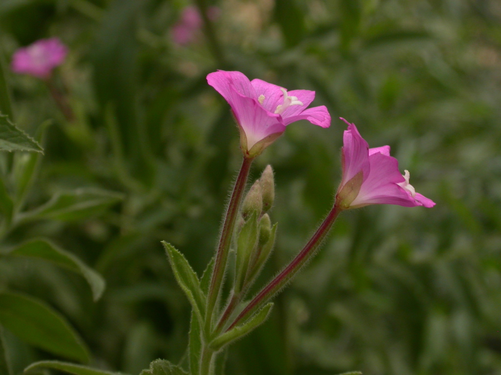 Epilobium hirsutum (hero image)