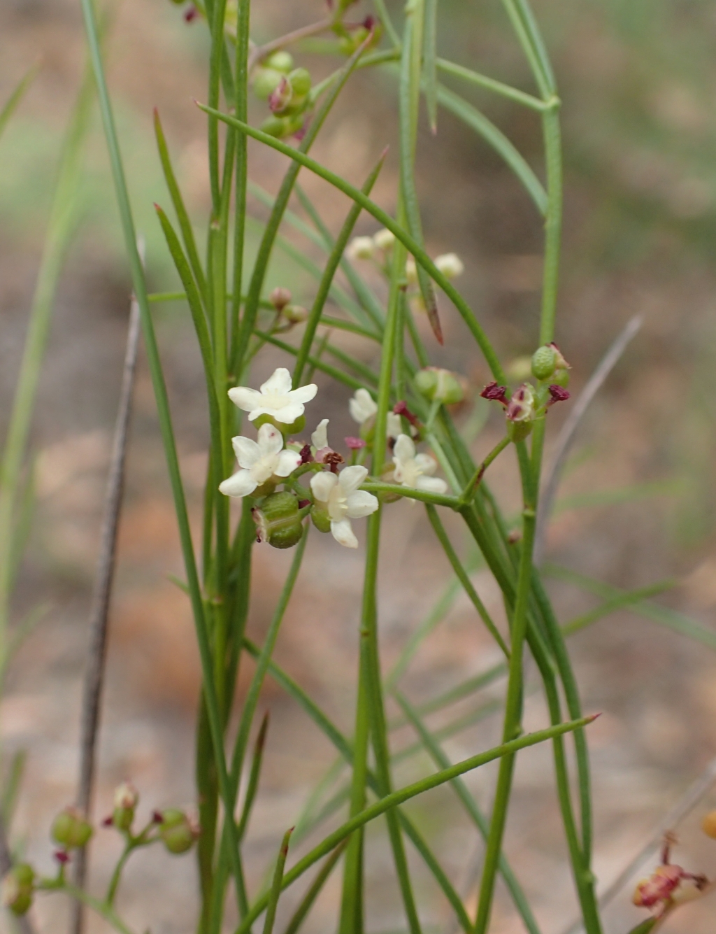 Platysace heterophylla (hero image)