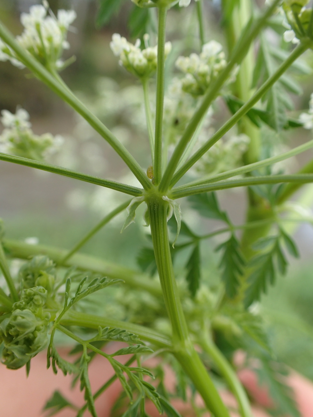 Conium maculatum (hero image)