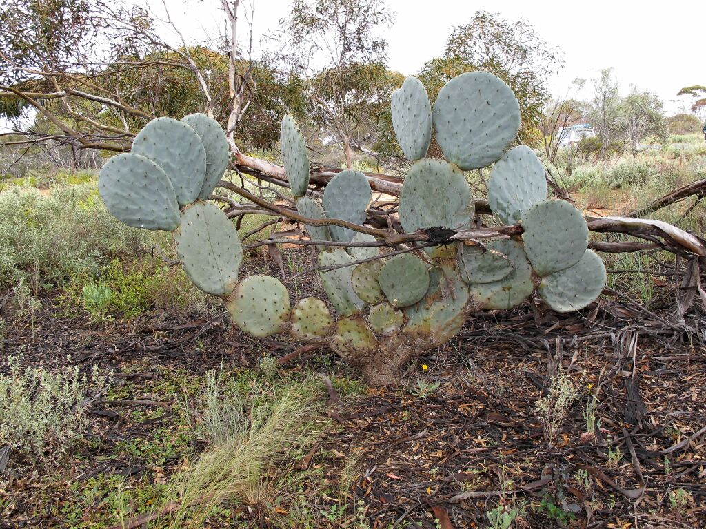 Opuntia robusta (hero image)