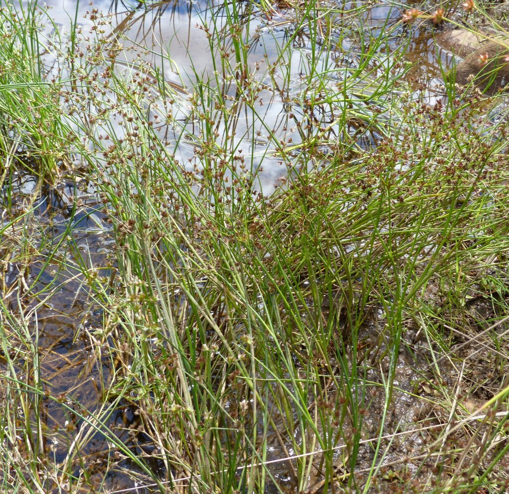 Juncus articulatus (hero image)