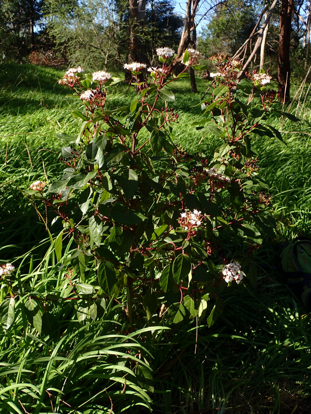 Viburnum tinus (hero image)