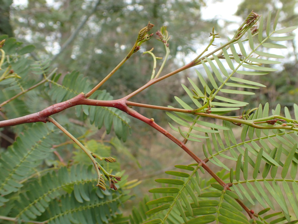 Acacia schinoides (hero image)