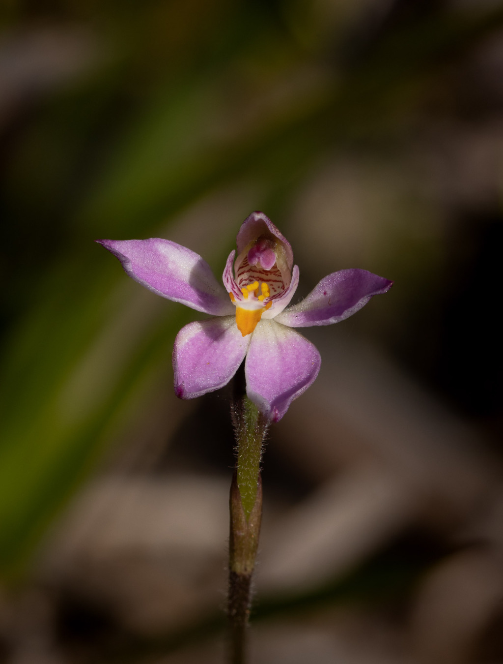 Caladenia alata (hero image)