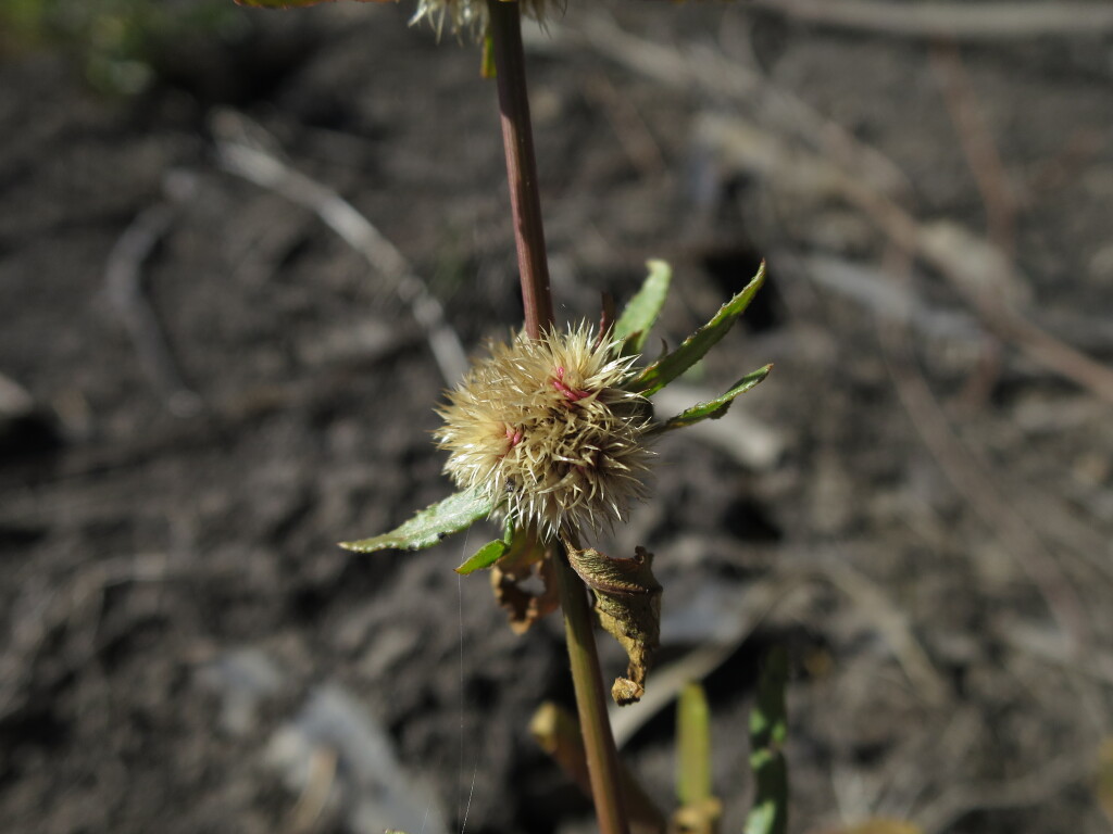 Alternanthera nodiflora (hero image)