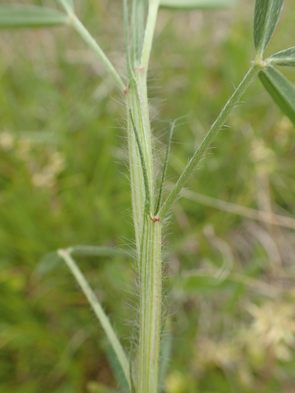 Trifolium angustifolium var. angustifolium (hero image)