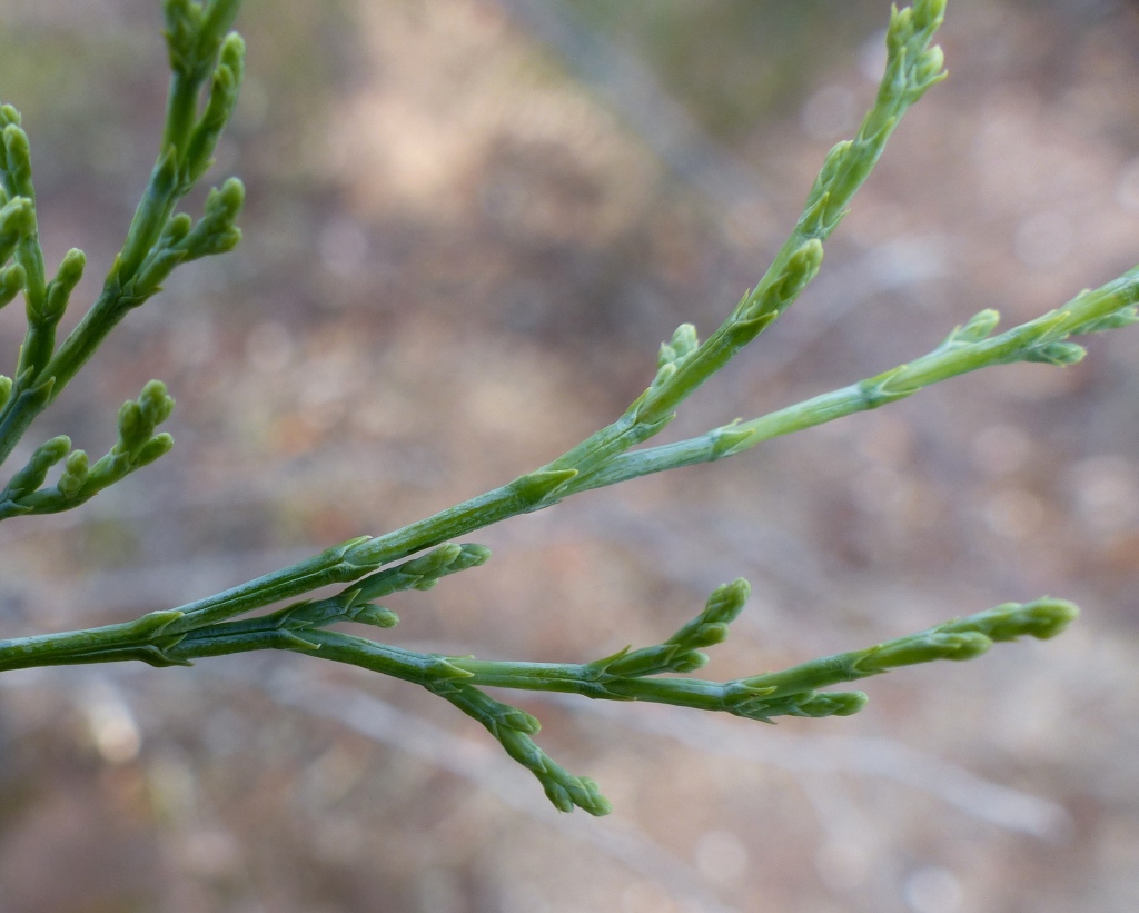 Callitris glaucophylla (hero image)