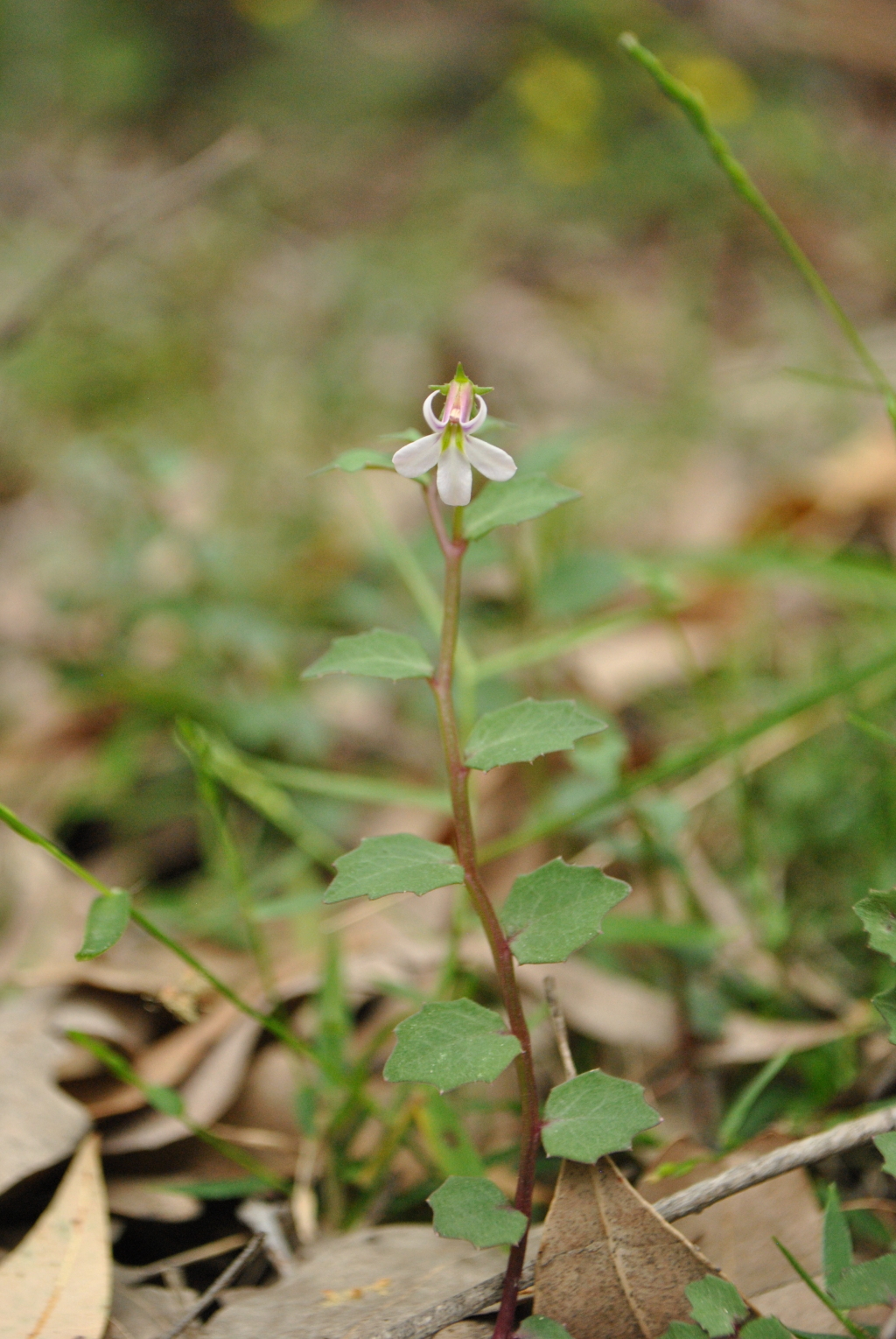 Lobelia purpurascens (hero image)