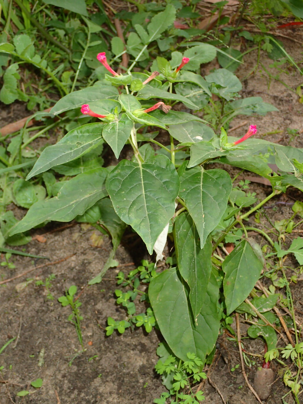 Nyctaginaceae (hero image)