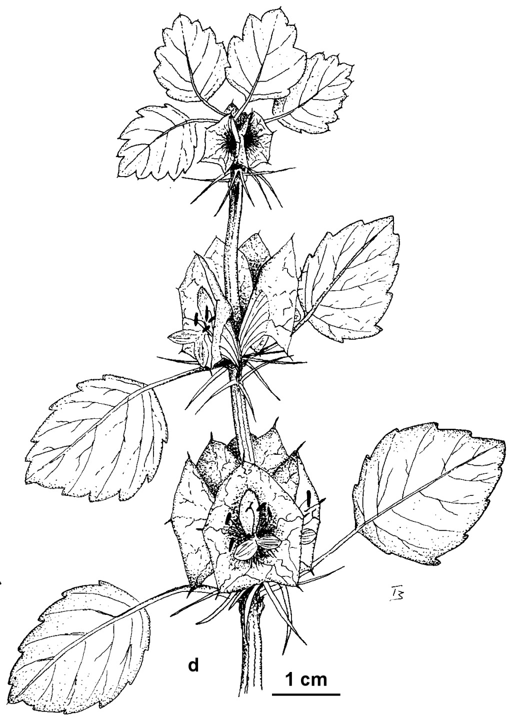 Moluccella (hero image)