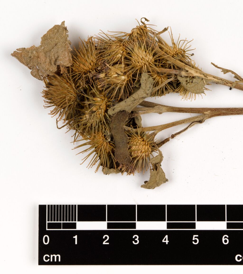 Arctium minus (hero image)