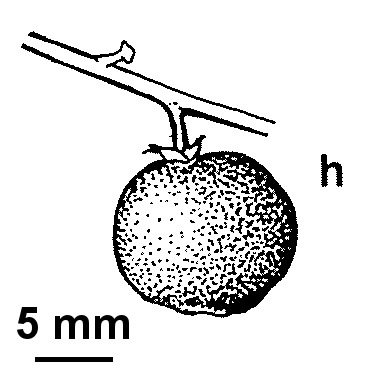 Ripogonaceae (hero image)