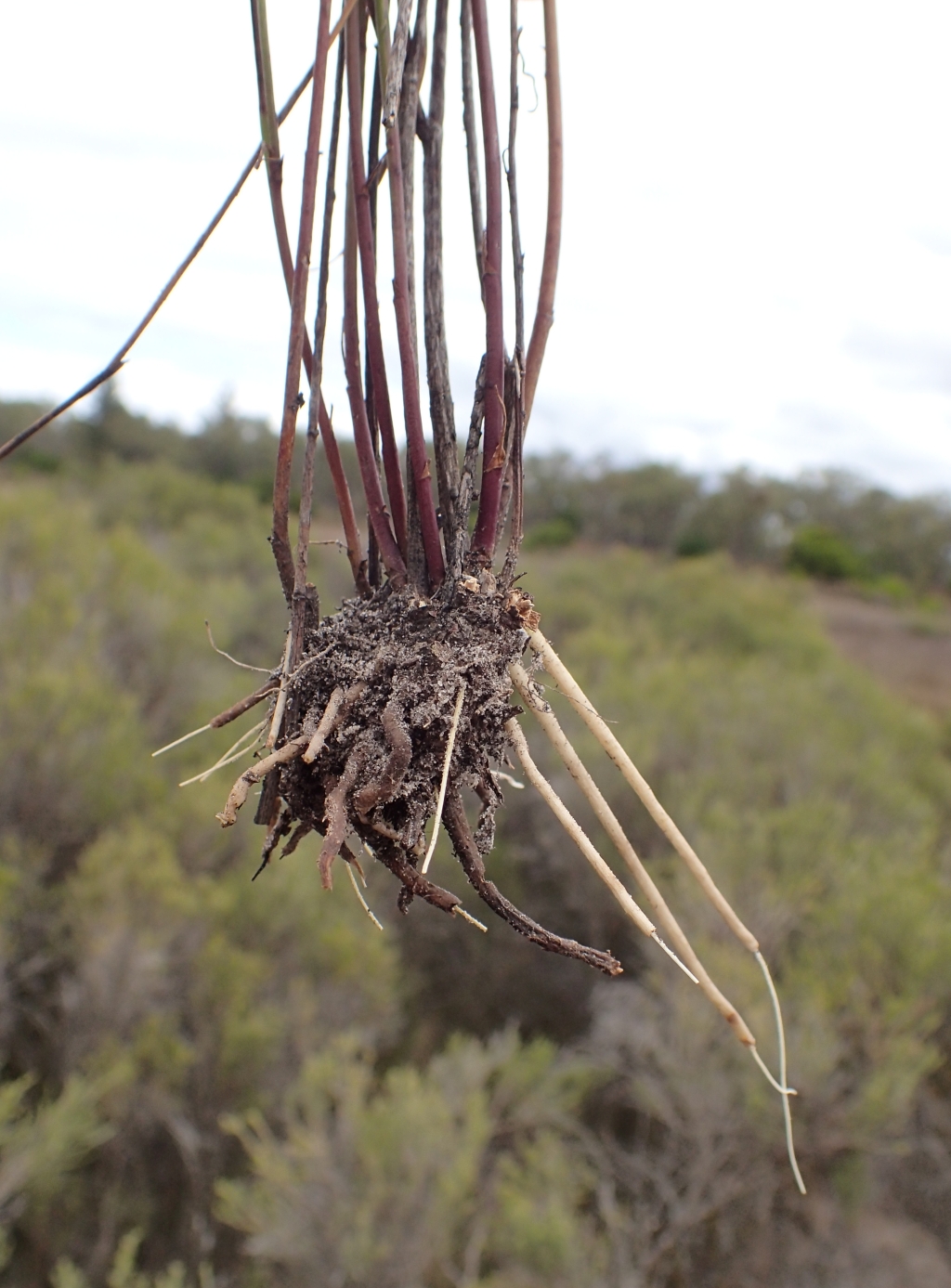 Olearia suffruticosa (hero image)
