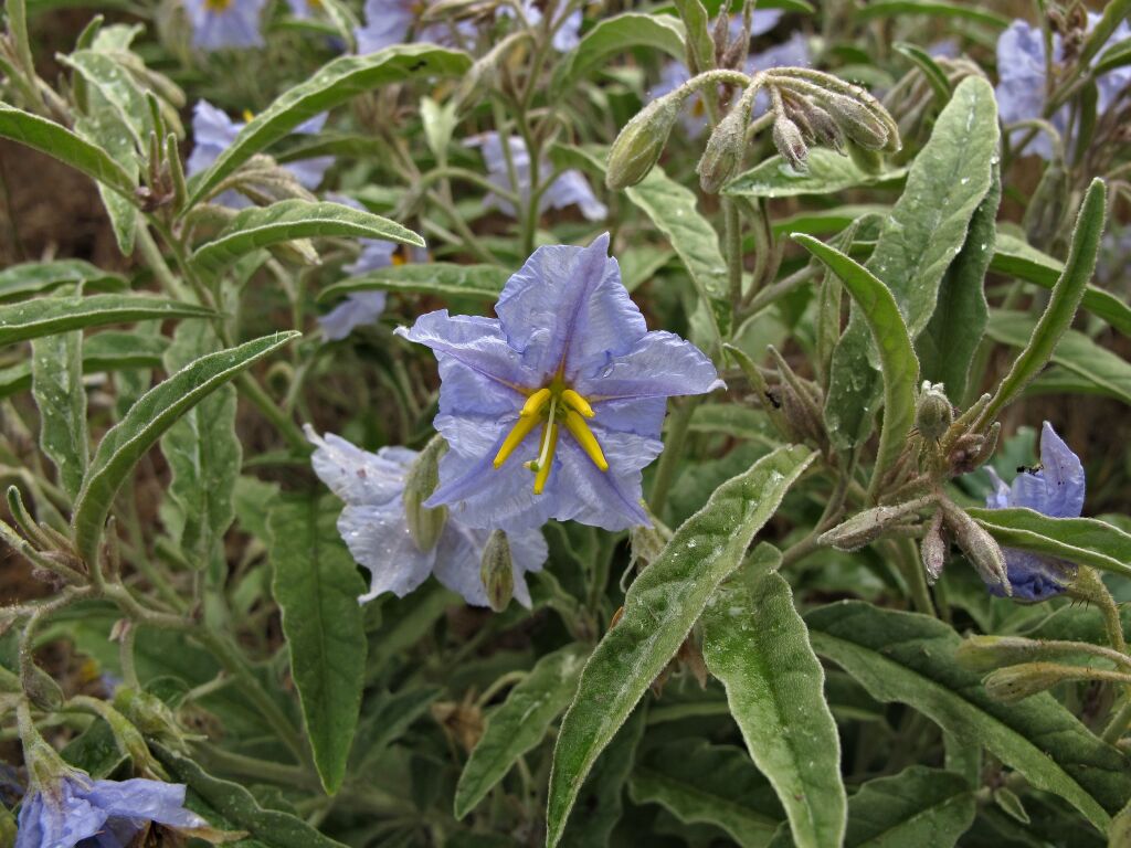 Solanum elaeagnifolium (hero image)