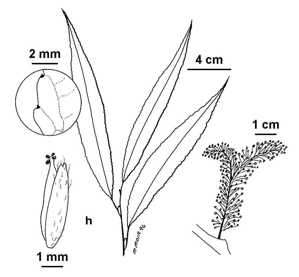 Salix ×fragilis nothovar. furcata (hero image)