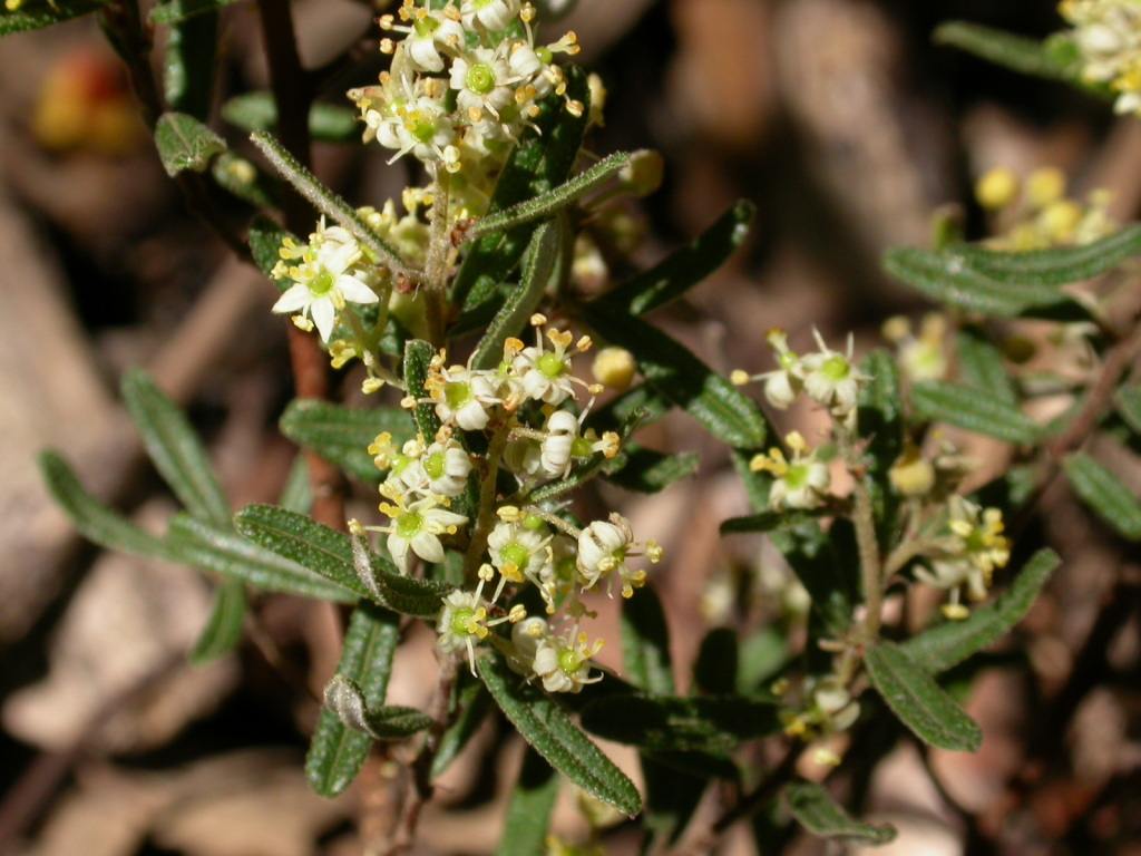 Pomaderris angustifolia (hero image)