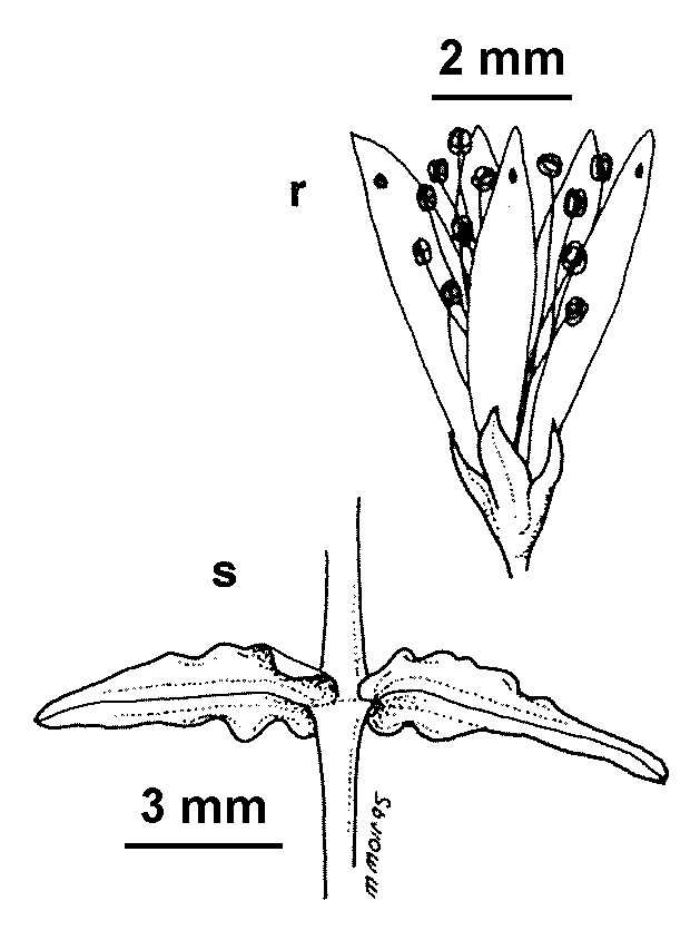 Hypericum triquetrifolium (hero image)